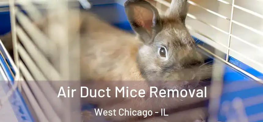  Air Duct Mice Removal West Chicago - IL