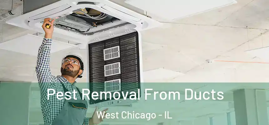 Pest Removal From Ducts West Chicago - IL